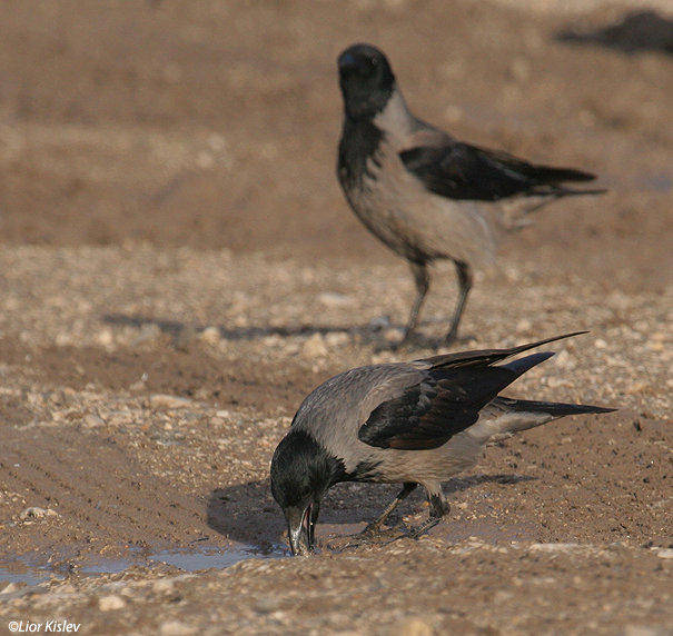עורב  אפור Hooded Crow Corvus corone cornix                                        עמק בית שאן דצמבר 2007
